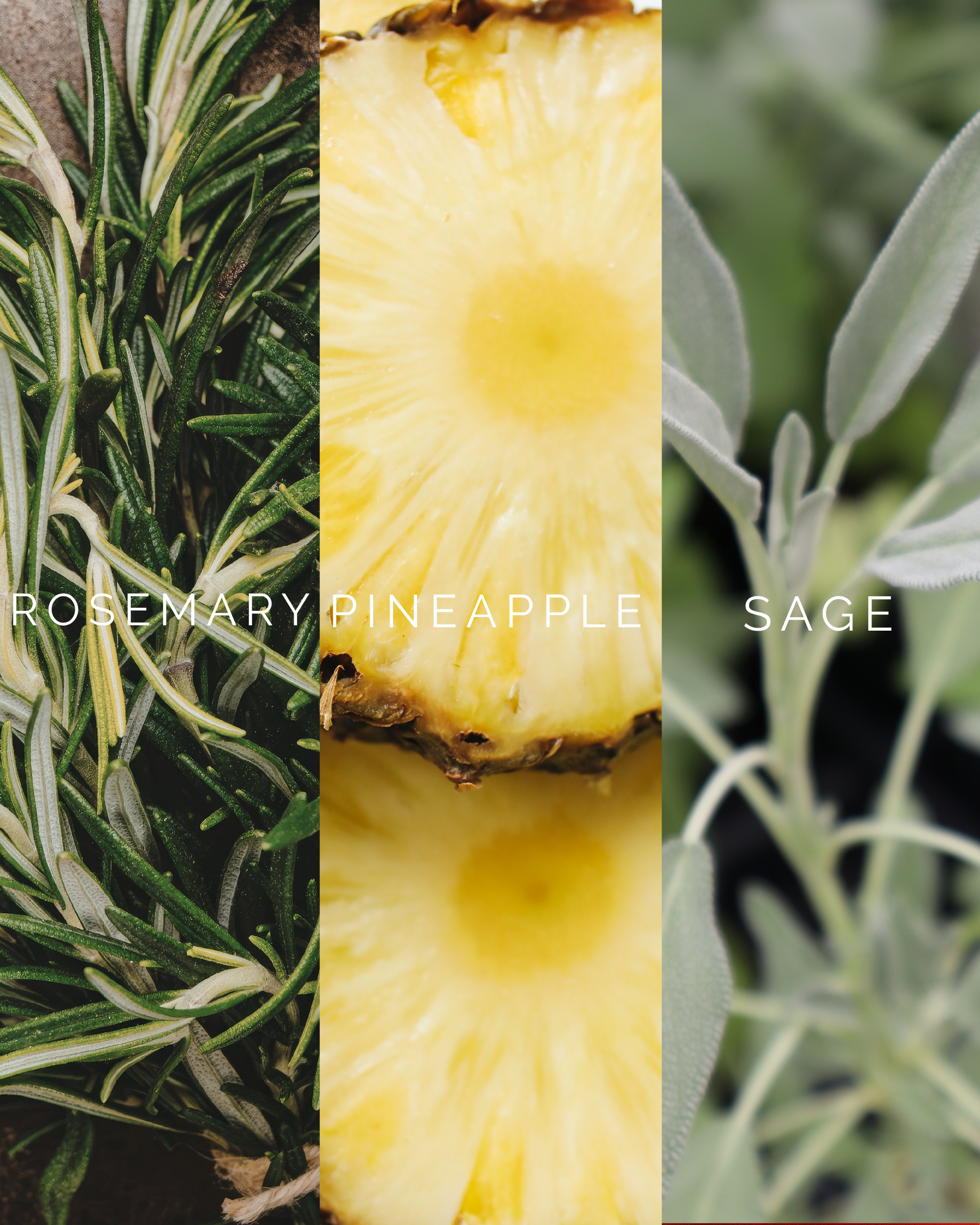 Pineapple Herb